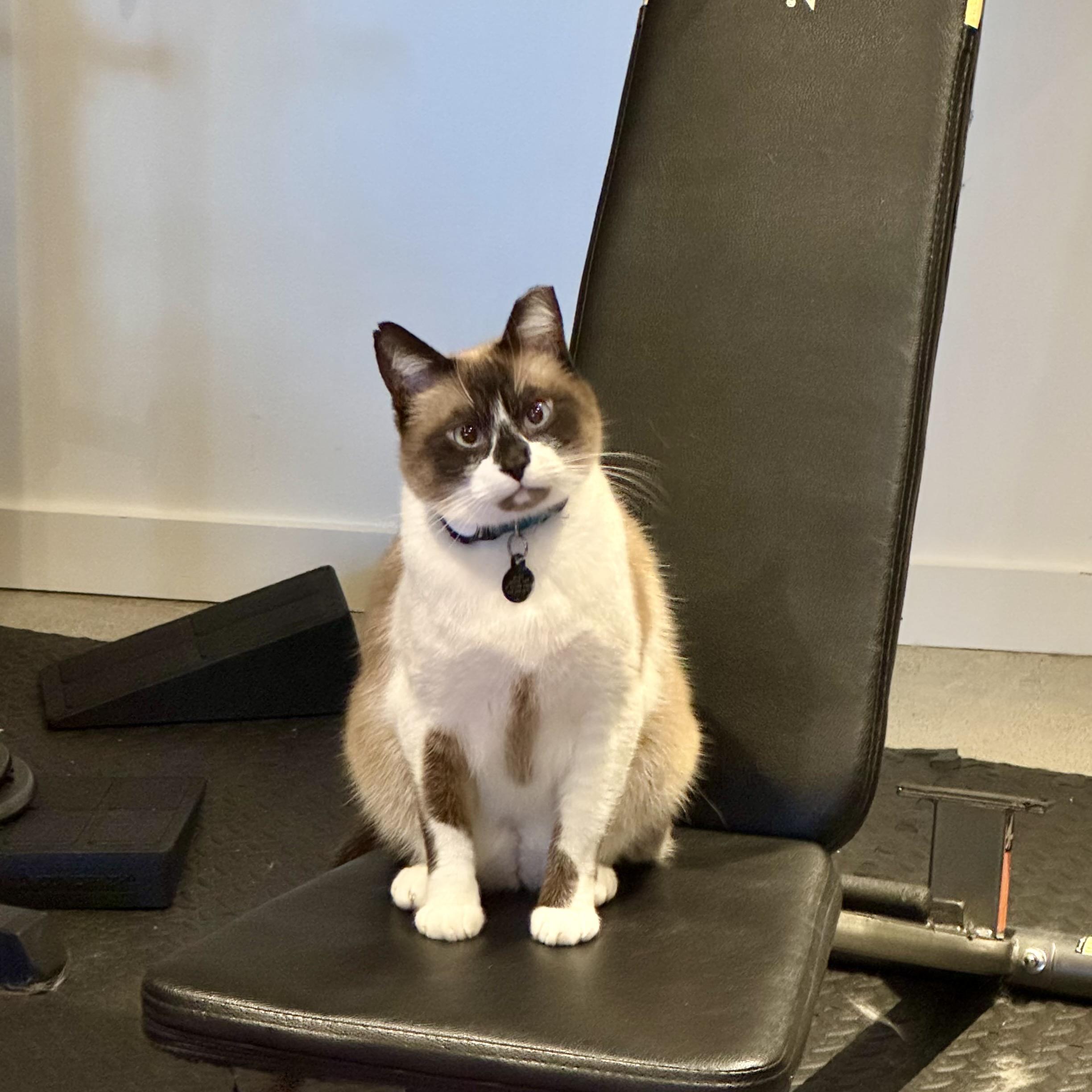 A snowshoe cat sitting on a weight bench with his head cocked judgmentally and a serious expression on his face.