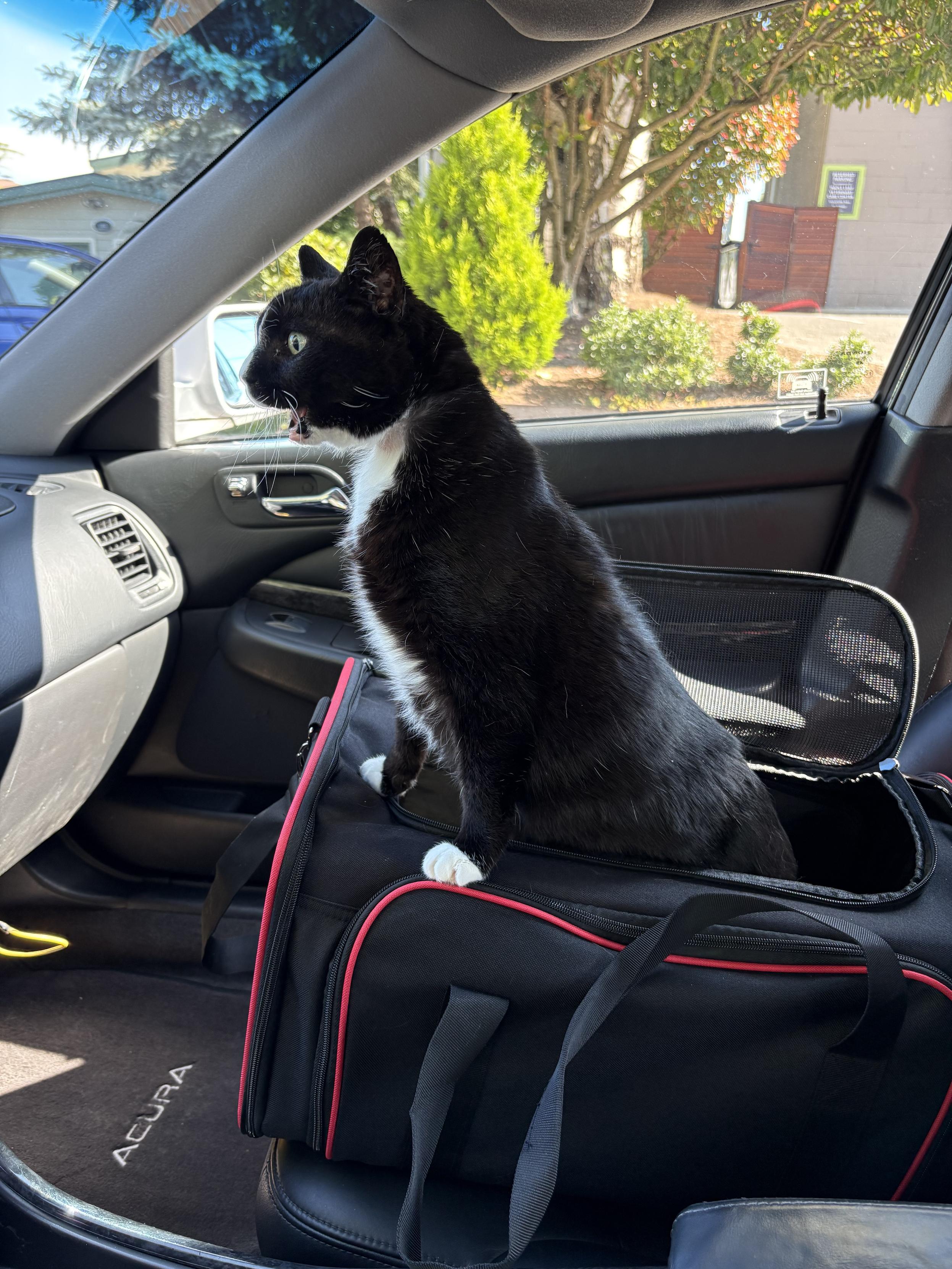 Black and white cat popping out of a r d and black cat carrier in a car seat to scream at the top of her lungs