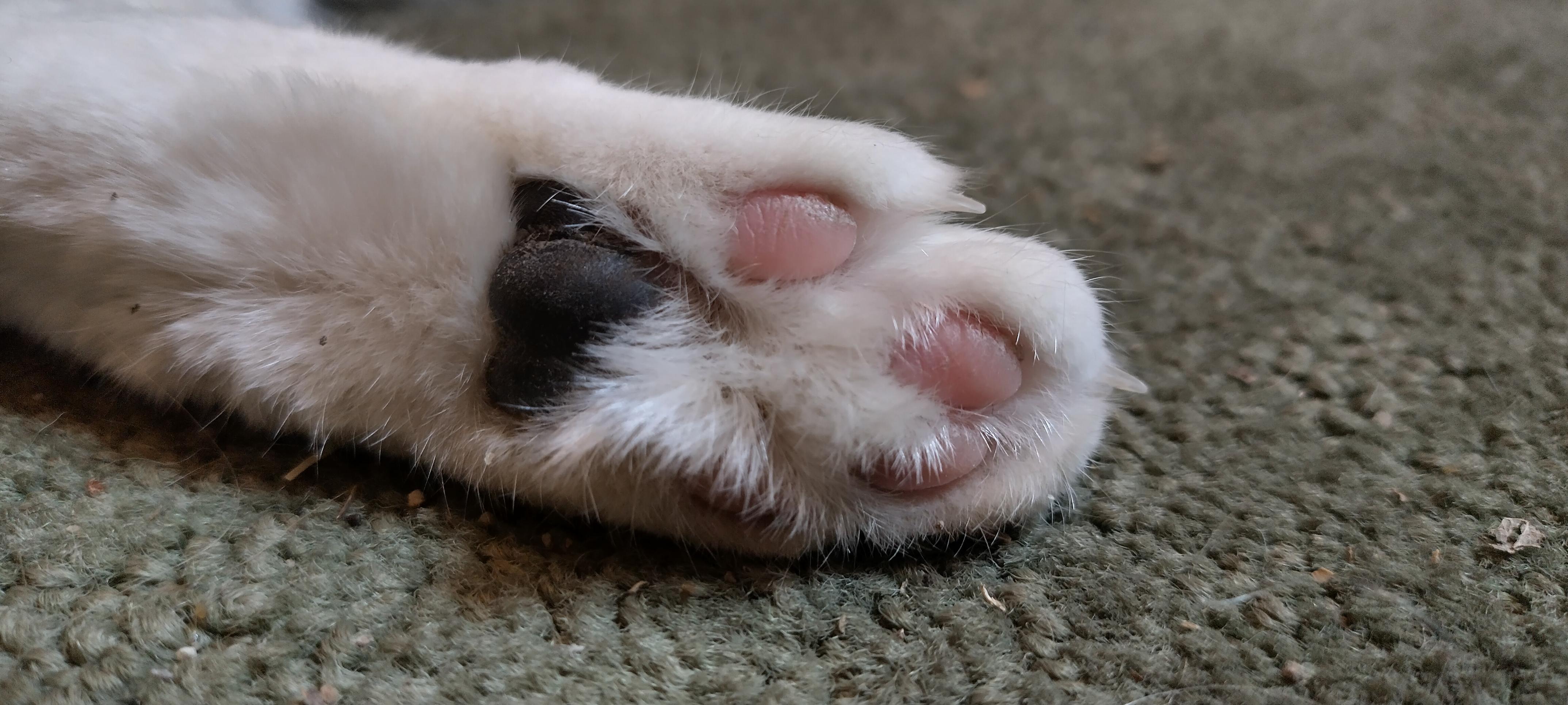 The hind foot of Kiki, a tuxedo cat. We're looking at the underside of her foot - all of the fur we can see is white. Her toe beans are all pink, and her heel is black.