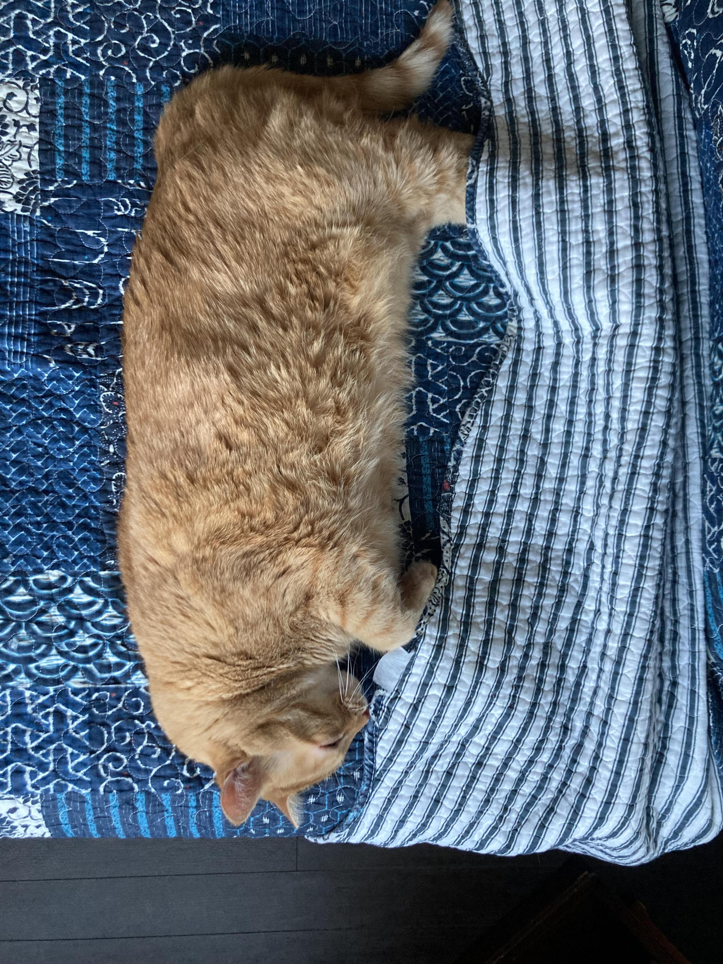 The same orange tabby cat, later in the day, sleeping in the same basic spot, but this time she is not under the blanket, except her feet.